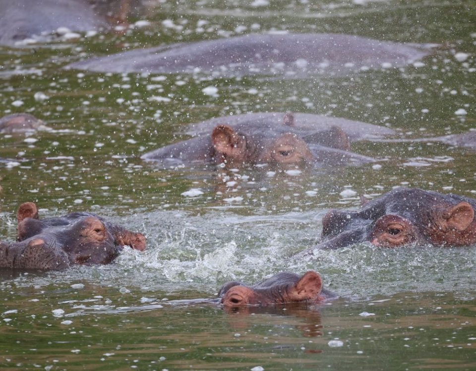 7-day Uganda classic safari Queen Elizabeth Bwindi itinerary