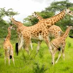 8-day Uganda Rwanda combined gorilla safari itinerary