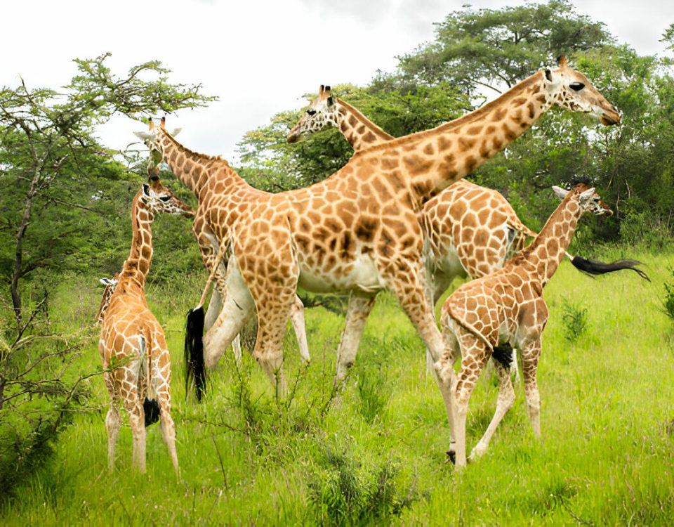 8-day Uganda Rwanda combined gorilla safari itinerary