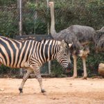 Zebra and an Ostrich