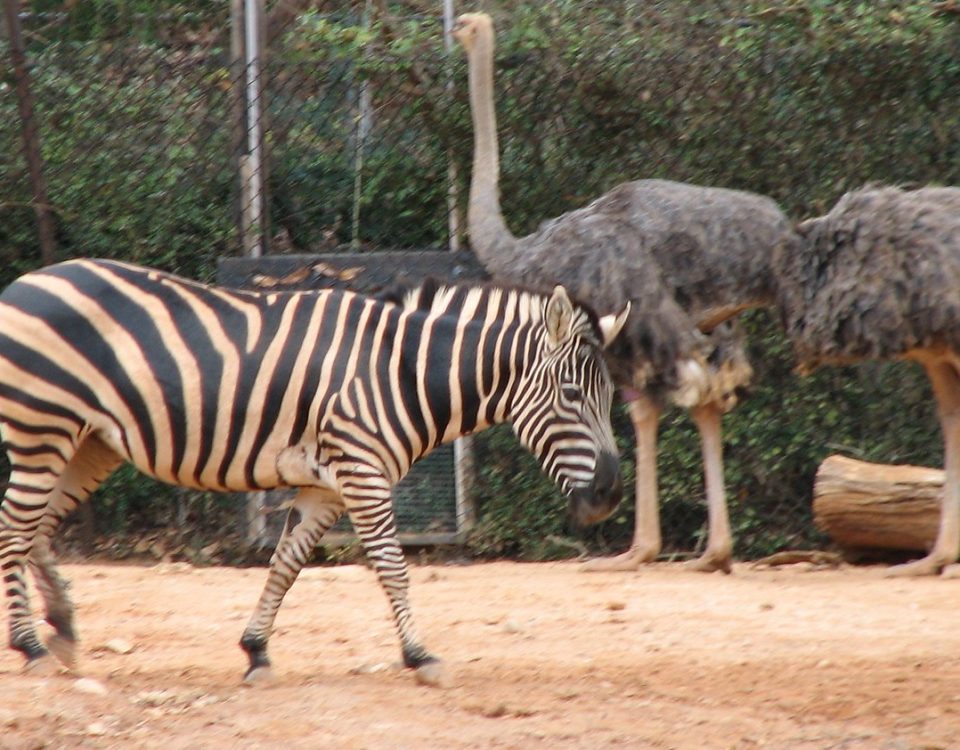 Zebra and an Ostrich
