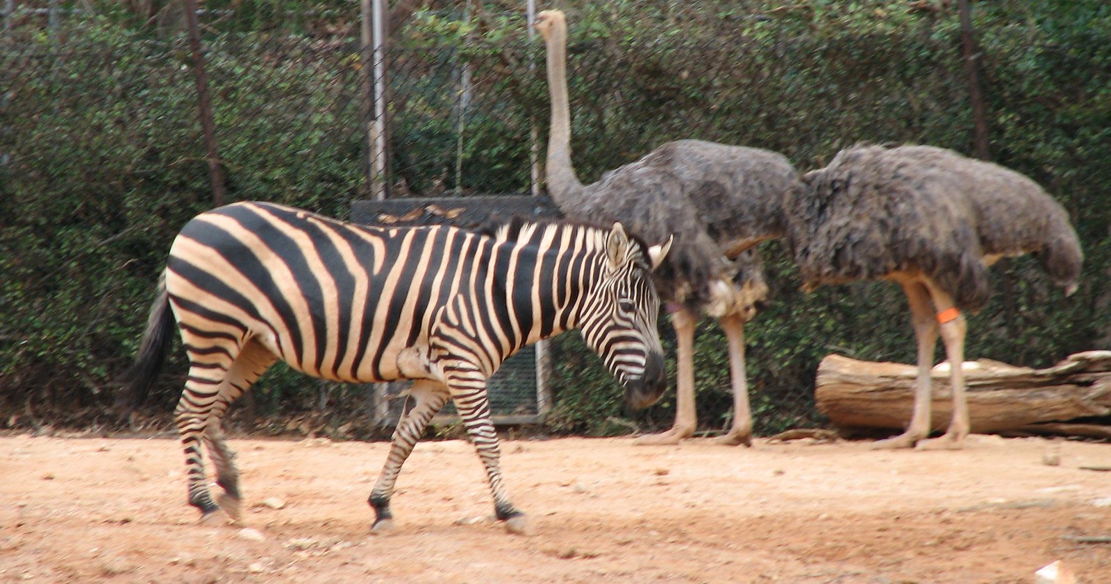Zebra and an Ostrich