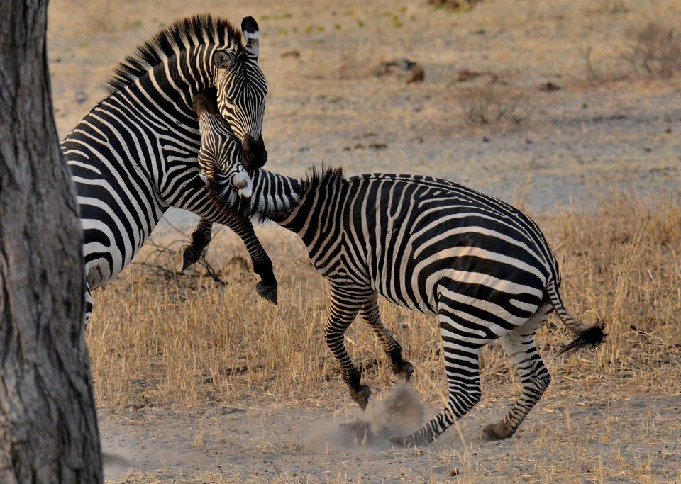 Zebra