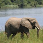 African forest elephants where and when to see them East Africa