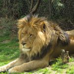 African golden cats rainforest elusive predator Uganda