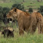African lions where and when to see them East Africa