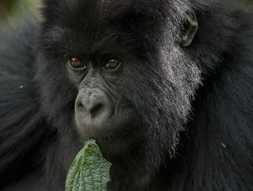 Agashya gorilla family silverback in Volcanoes National Park Rwanda