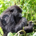 Amahoro gorilla family in Volcanoes National Park Rwanda