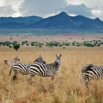 Arusha National Park half day safari beneath Mount Meru