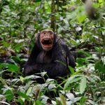 Best time of day to find chimpanzees in Kibale Forest