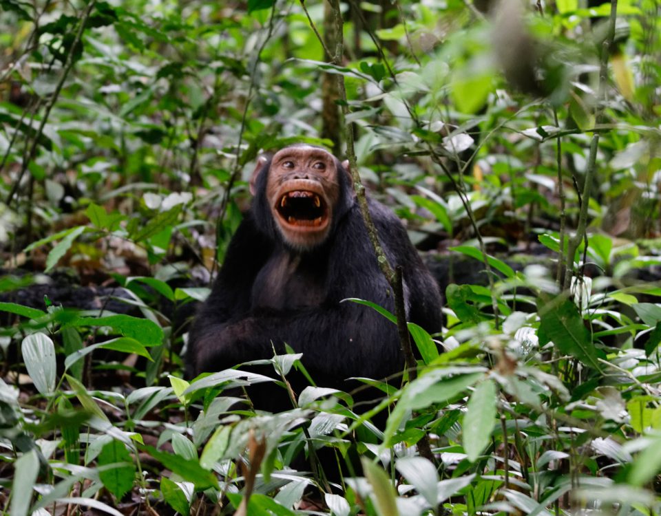 Best time of day to find chimpanzees in Kibale Forest