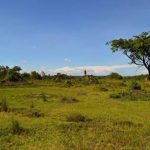 Open savannah landscape in Uganda under a clear sky