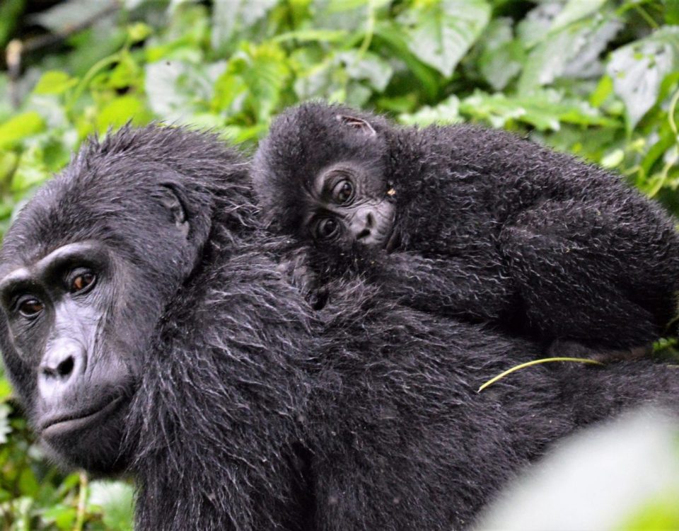 Bikingi and Bushaho Uganda's newest gorilla habituation groups
