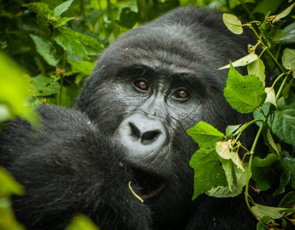 Bikingi gorilla family in Rushaga sector Bwindi