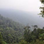 Black and white colobus monkeys super troop in Nyungwe Forest Rwanda