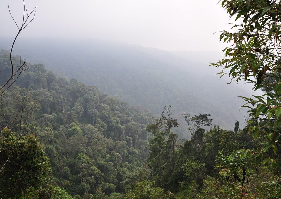 Black and white colobus monkeys super troop in Nyungwe Forest Rwanda