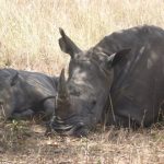 Black rhinos where and when to see them East Africa