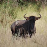 Blue wildebeest where and when to see them East Africa migration