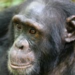 Bonobo versus chimpanzee species comparison East Africa