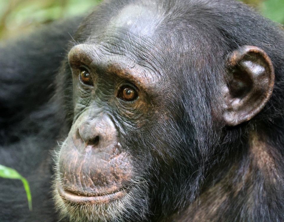 Bonobo versus chimpanzee species comparison East Africa