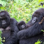 Buhoma versus Rushaga gorilla trekking sectors in Bwindi