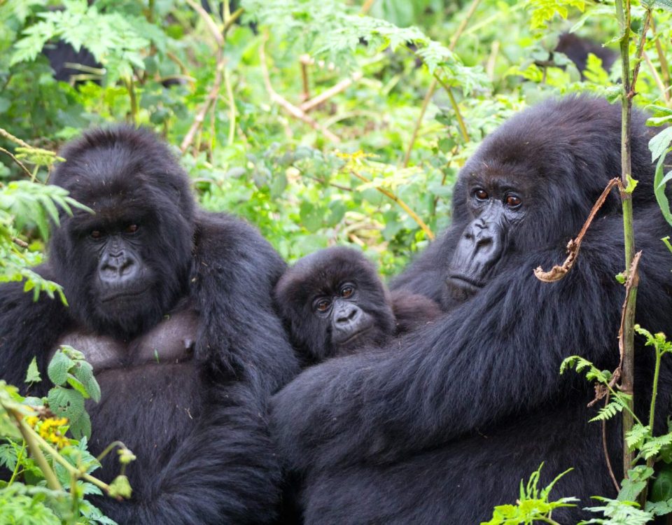 Buhoma versus Rushaga gorilla trekking sectors in Bwindi