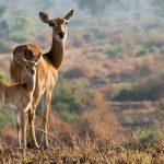 Bushbucks where and when to see them East Africa