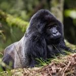 Bwenge gorilla family silverback in Volcanoes National Park Rwanda