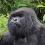 Bweza gorilla family in Rushaga sector Bwindi