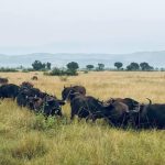 Cape buffalo where and when to see them East Africa
