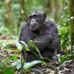 Alpha male chimpanzee at Kibale Forest National Park, Uganda