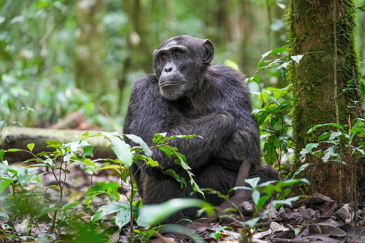 Alpha male chimpanzee at Kibale Forest National Park, Uganda