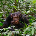 Chimpanzee habituation researcher for a day experience in Kibale Uganda