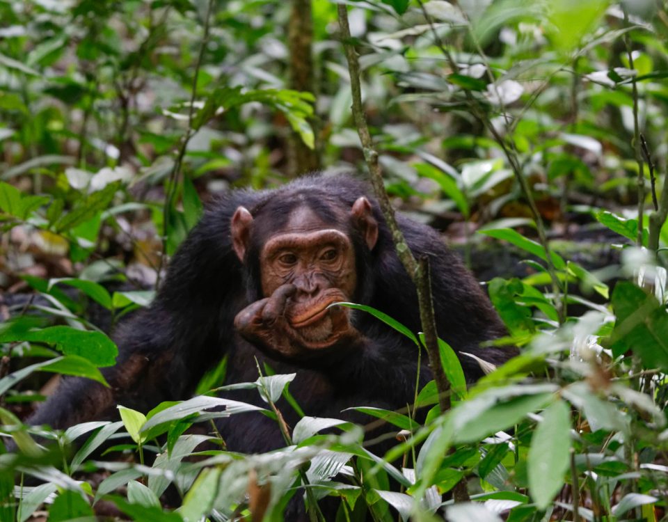 Chimpanzee habituation researcher for a day experience in Kibale Uganda