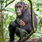 Chimpanzee in Kibale Forest National Park, Uganda