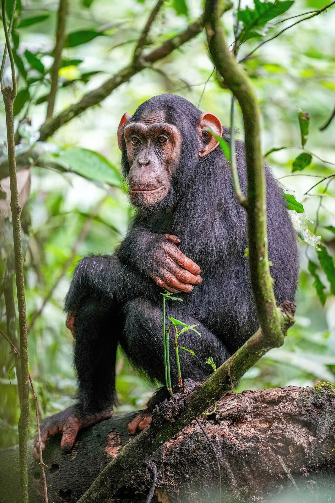 Chimpanzee in Kibale Forest National Park, Uganda