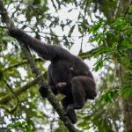 Chimpanzee mother and baby at Kibale Forest National Park, Uganda