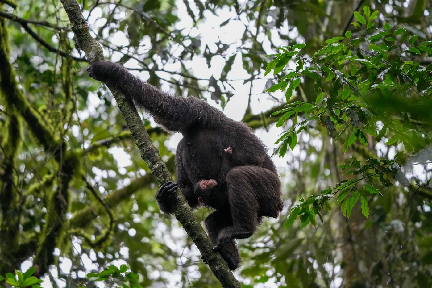 Chimpanzee mother and baby at Kibale Forest National Park, Uganda