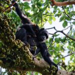 Chimpanzee trekking success rates compared Kibale Nyungwe Kalinzu