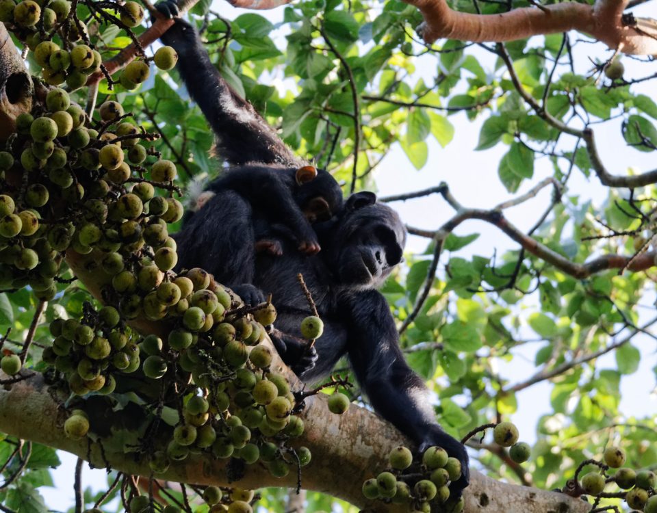 Chimpanzee trekking success rates compared Kibale Nyungwe Kalinzu