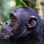 Chimpanzee vocalizations pant hoot calls in the wild