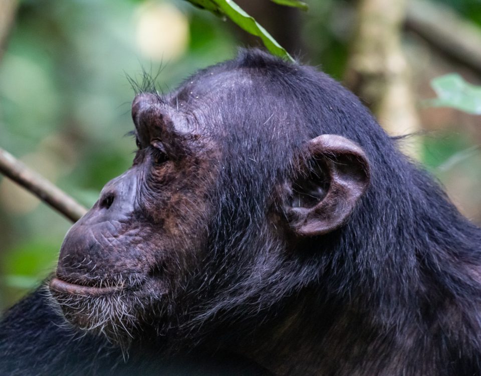 Chimpanzee vocalizations pant hoot calls in the wild