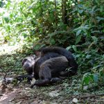 Chimpanzees feeding during fig fruiting season in Kibale canopy