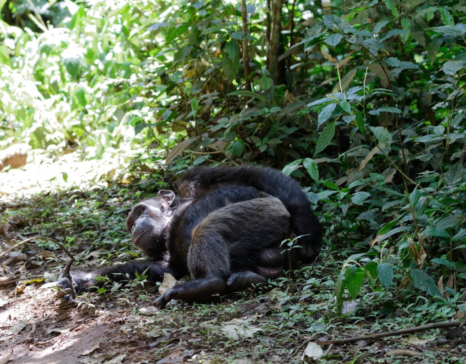 Chimpanzees feeding during fig fruiting season in Kibale canopy