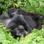 Choosing a Bwindi trekking sector for gorilla trekking in Uganda