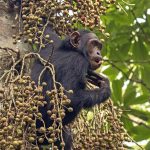Common chimpanzee feeding in the forest, Uganda