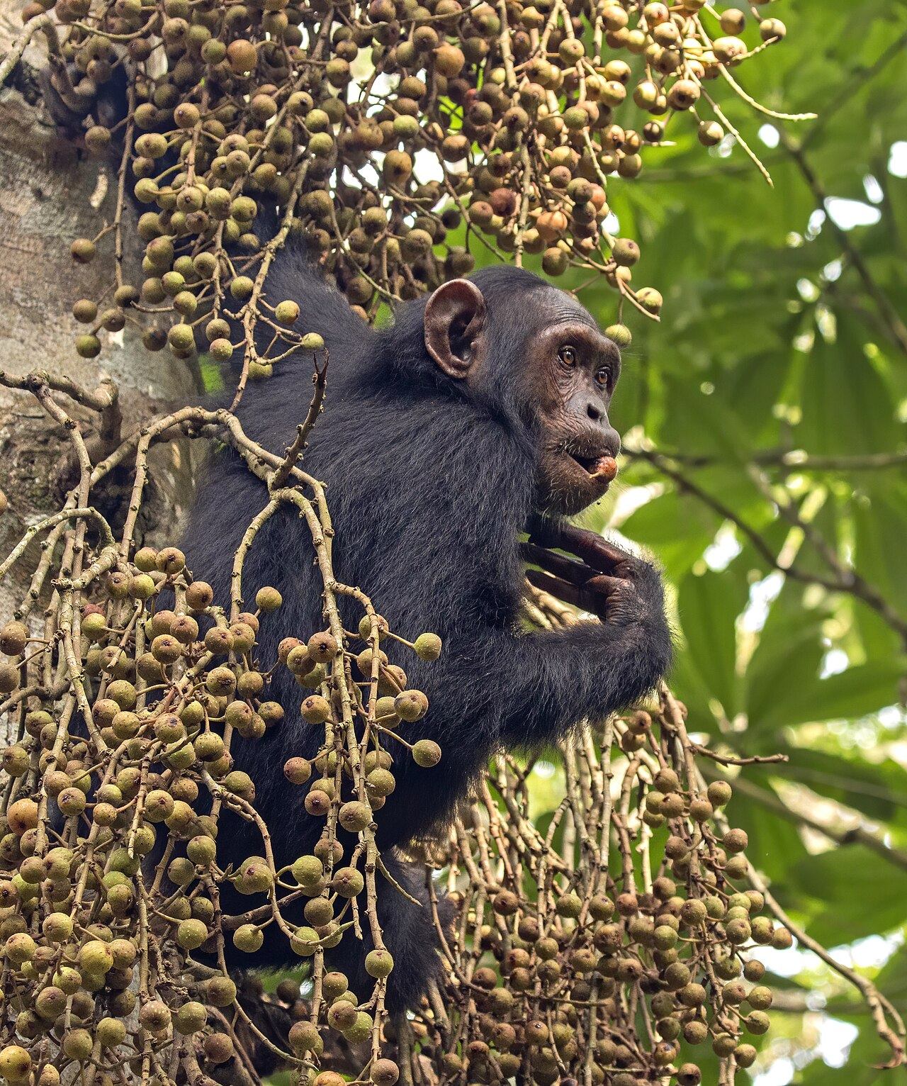 Common chimpanzee feeding in the forest, Uganda