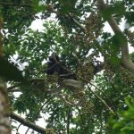 De Brazza's monkey elusive primate of the Albertine Rift