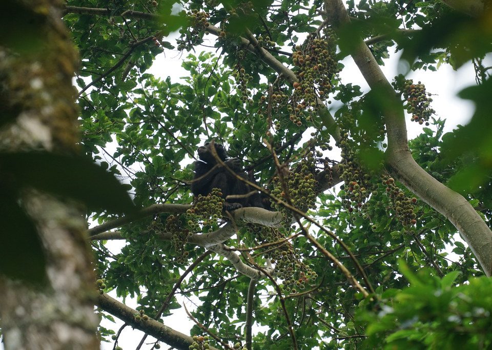 De Brazza's monkey elusive primate of the Albertine Rift