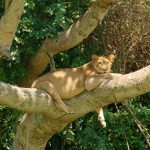 Lioness resting in a tree, East African safari